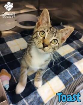 Toast -  Domestic Short Hair Cat for Adoption in Heath, Ohio - Toast | PetCurious