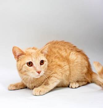 Domestic Short Hair Cats Available for Adoption in Morton Grove, Illinois - Buddy | PetCurious