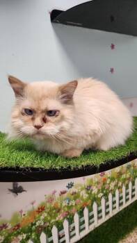 Otis -  Persian and Domestic Short Hair Cat for Adoption in East Brookfield, Massachusetts - Otis | PetCurious