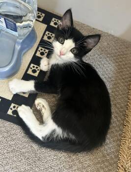Checkers - Tuxedo Charm and Endless Purrs -  Tuxedo Cat for Adoption in Prescott, Arizona - Checkers - Tuxedo Charm And Endless Purrs | PetCurious