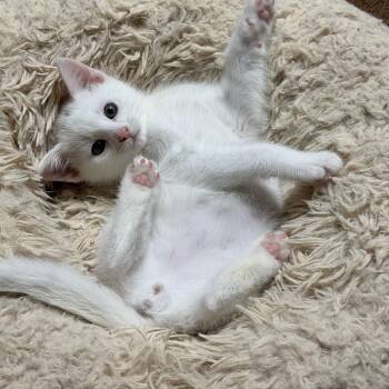 Domestic Short Hair Cats Available for Adoption in Portland, Oregon - Ibis | PetCurious