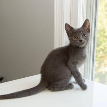 Tethys -  Domestic Short Hair Cat for Adoption in Alexandria, Virginia - Tethys | PetCurious