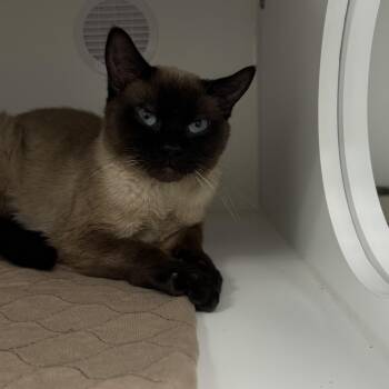 Siamese Cats Available for Adoption in Fall River, Massachusetts - Smokey  | PetCurious