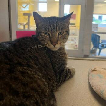 Vito -  Domestic Short Hair Cat for Adoption in Cedar Rapids, Iowa - Vito | PetCurious
