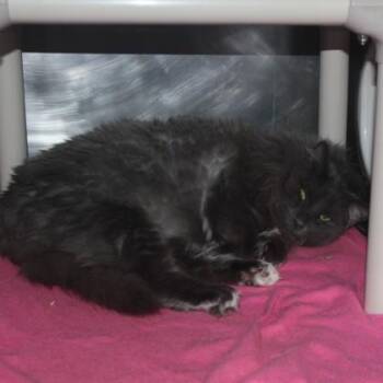 Maine Coon Cats Available for Adoption - Blu | PetCurious