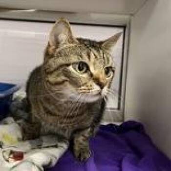 Sega -  Domestic Short Hair Cat for Adoption in Hilliard, Ohio - Sega | PetCurious