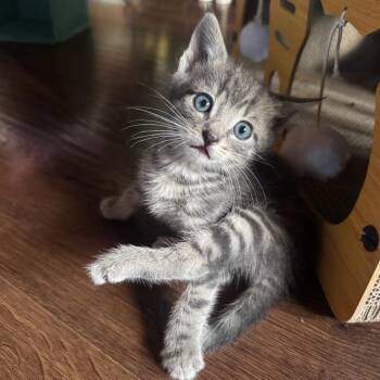 Nermal -  Domestic Short Hair Cat for Adoption in Buellton, California - Nermal | PetCurious