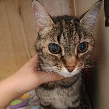 Carmen -  Domestic Short Hair Cat Available for Adoption in Enterprise, Alabama - Carmen | PetCurious
