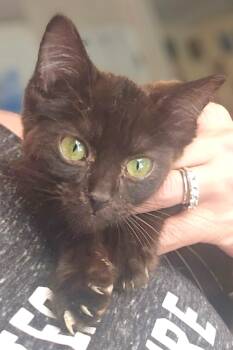 Hershey -  Domestic Short Hair Cat for Adoption in Mount Airy, North Carolina - Hershey | PetCurious