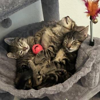 Tomato -  Domestic Short Hair Cat for Adoption in Columbia, Missouri - Tomato | PetCurious