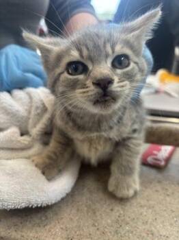 Domestic Short Hair Cats Available for Adoption in West Chester, Pennsylvania - Toffee | PetCurious