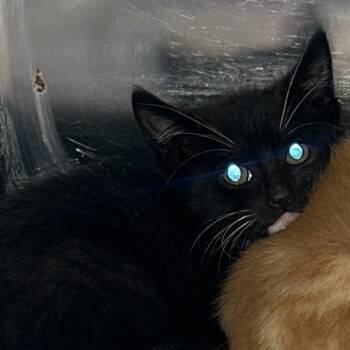 Valley -  Domestic Short Hair Cat for Adoption in Newark, New Jersey - Valley | PetCurious