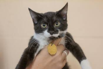 Kona -  Domestic Short Hair and Tuxedo Cat for Adoption in Mountain Home, Arkansas - Kona | PetCurious