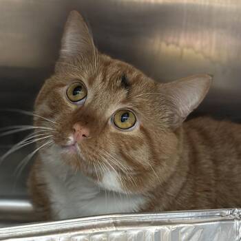 Drew -  Domestic Short Hair Cat for Adoption in Matteson, Illinois - Drew | PetCurious