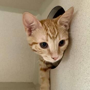 Byron -  Domestic Short Hair Cat for Adoption in Pagosa Springs, Colorado - Byron | PetCurious