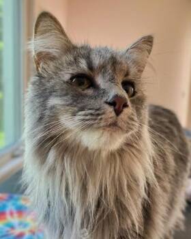 BITSY (Bonded with Itsy) -  Domestic Medium Hair and Maine Coon Cat for Adoption in Northfield, Ohio - BITSY (Bonded With Itsy) | PetCurious