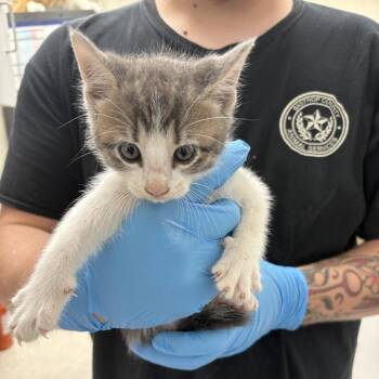 Scone 26-05-129 -  Domestic Short Hair Cat for Adoption in Bastrop, Texas - Scone 26-05-129 | PetCurious