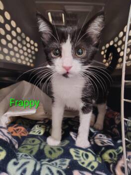 Frappy -  Domestic Short Hair Cat for Adoption in Lincoln, California - Frappy | PetCurious