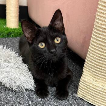 Ricky -  Domestic Short Hair Cat for Adoption in Morgan Hill, California - Ricky | PetCurious