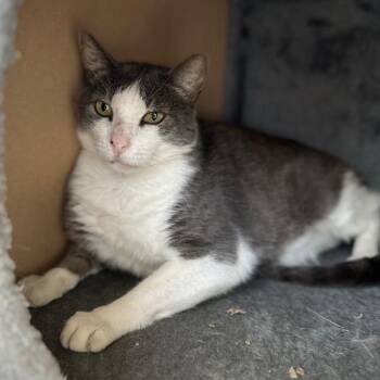 Hercury -  Domestic Short Hair Cat for Adoption in Newberg, Oregon - Hercury | PetCurious
