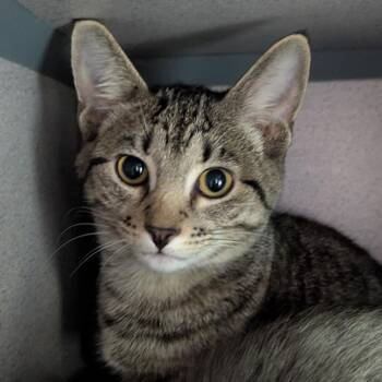 Venice The Menace -  Domestic Short Hair Cat for Adoption in Evansville, Indiana - Venice The Menace | PetCurious