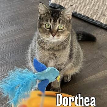 Dorthea -  Domestic Medium Hair Cat for Adoption in Oak Ridge, Tennessee - Dorthea | PetCurious