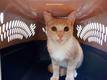 Rescue Domestic Short Hair Cats for Adoption in Oroville, California - KIT KAT | PetCurious