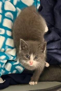 Domestic Short Hair Cats Available for Adoption in Greensboro, North Carolina - Storm Silver | PetCurious