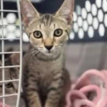 Ripley - A26-???_2 -  Domestic Short Hair Cat for Adoption in Santa Rosa Beach, Florida - Ripley - A26-???_2 | PetCurious