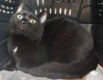 Robin -  Domestic Short Hair Cat for Adoption in Shawnee, Kansas - Robin | PetCurious