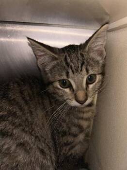Noel -  Domestic Short Hair Cat for Adoption in Picayune, Mississippi - Noel | PetCurious