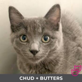 Chud (bonded with Butters) -  Domestic Short Hair Cat for Adoption in Toronto, Ontario - Chud (bonded With Butters) | PetCurious