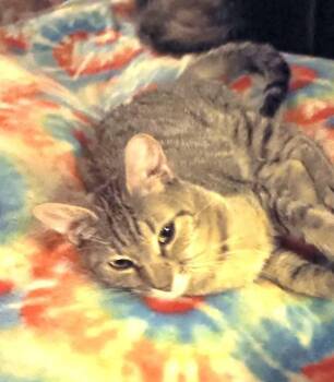 Domestic Short Hair Cats Available for Adoption in Ogden, Utah - Angel | PetCurious