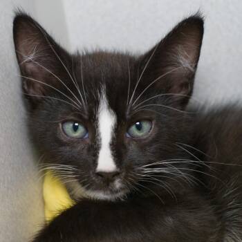 Nyon -  Domestic Short Hair Cat for Adoption in Seattle, Washington - Nyon | PetCurious