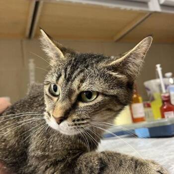 Lori -  Domestic Medium Hair Cat for Adoption in Lewisburg, West Virginia - Lori | PetCurious