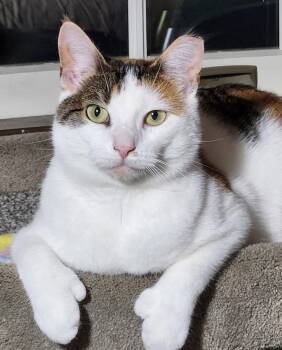 Hera -  Domestic Short Hair Cat for Adoption in Hazlet, New Jersey - Hera | PetCurious