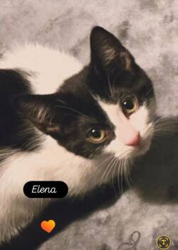 Domestic Short Hair Cats Available for Adoption - Elena | PetCurious