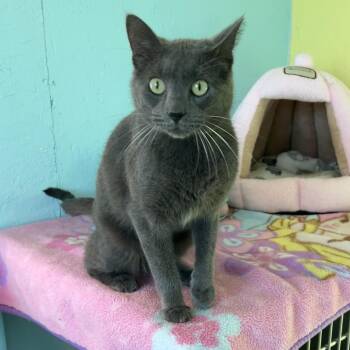 Brian -  Domestic Short Hair Cat for Adoption in Jamestown, North Dakota - Brian | PetCurious