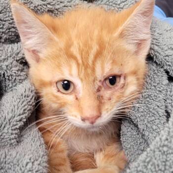 Shadow -  Domestic Short Hair Cat for Adoption in Newark, New Jersey - Shadow | PetCurious