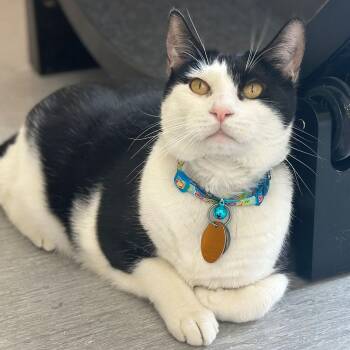 Domestic Short Hair Cats Available for Adoption - Charles | PetCurious
