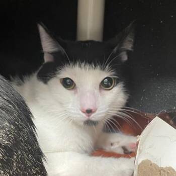 Snoopy -  Domestic Short Hair Cat for Adoption in Wheaton, Illinois - Snoopy | PetCurious