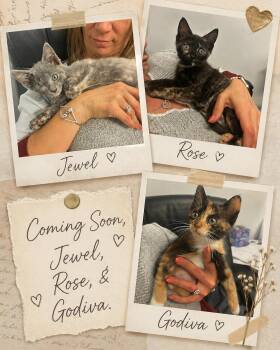 Domestic Short Hair Cats Available for Adoption in Laurel, Maryland - Coming Soon-Jewel, Rose, & Godiva! | PetCurious