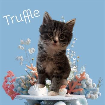 Domestic Medium Hair and Domestic Short Hair Cats Available for Adoption in Visalia, California - TRUFFLE | PetCurious
