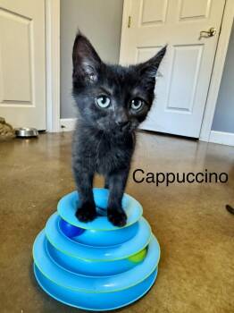 Cappuccino -  Domestic Short Hair Cat for Adoption in Emerald Isle, North Carolina - Cappuccino | PetCurious