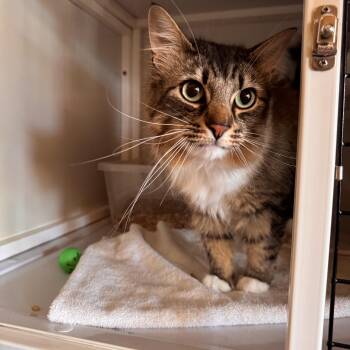 Cowboy -  Domestic Long Hair Cat for Adoption in Memphis, Tennessee - Cowboy | PetCurious
