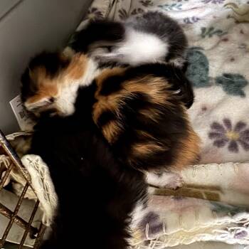 Domestic Short Hair Cats Available for Adoption in Eureka Springs, Arkansas - Enchilada | PetCurious