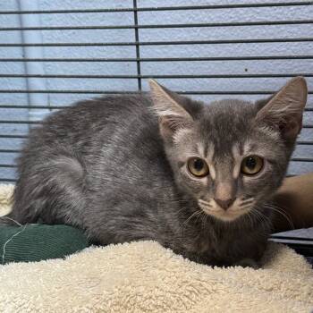 Rescue Domestic Short Hair Cats for Adoption in Desert Hot Springs, California - Darcy | PetCurious