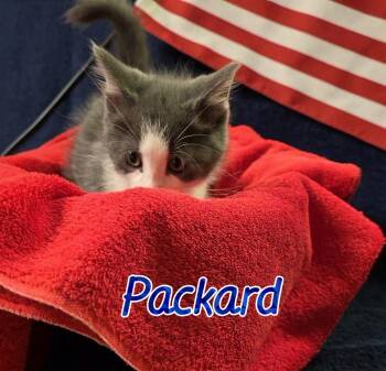 Packard -  Domestic Medium Hair Cat for Adoption in Port Clinton, Ohio - Packard | PetCurious
