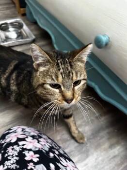 Tabby and Domestic Short Hair Cats Available for Adoption in Sunnyvale, California - Taco Gato/Cat | PetCurious