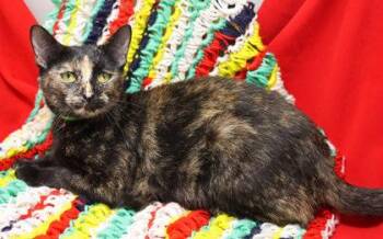 Philomena -  Domestic Short Hair Cat for Adoption in Largo, Florida - Philomena | PetCurious